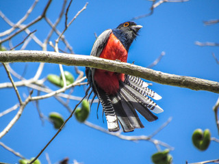 EXPLENDID TROGON