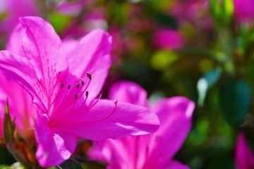つつじの花が満開の春の風景