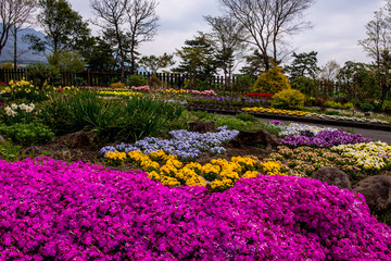 久住高原の花壇