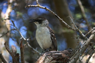 Naklejka premium bird on a branch