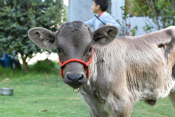 Terneros, Becerros, Vacas Bebes