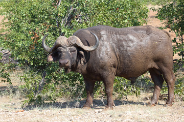 Obraz premium Kaffernbüffel / Buffalo / Syncerus caffer