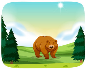 Obraz na płótnie Canvas Brown bear in nature scene