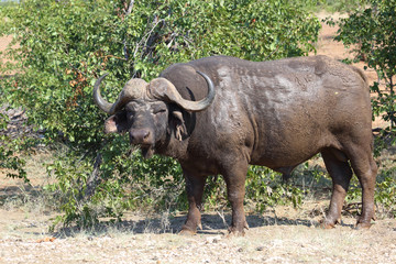 Fototapeta premium Kaffernbüffel / Buffalo / Syncerus caffer