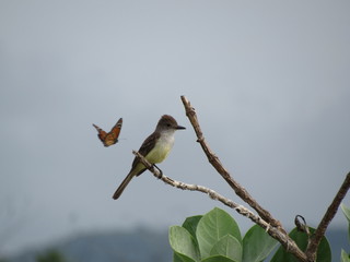 bird on branch
