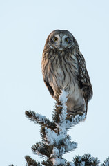 Short eared owl