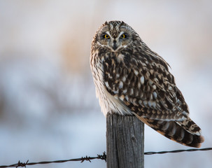 Short eared owl