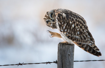 Short eared owl