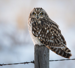 Short eared owl