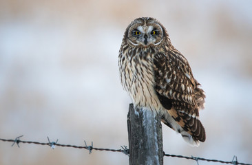 Short eared owl