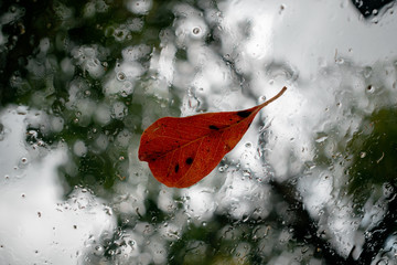 Raining day in autumn 
