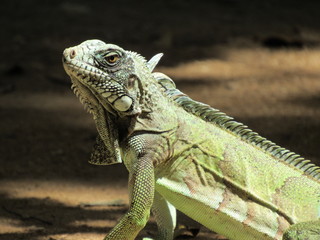iguana on a branch