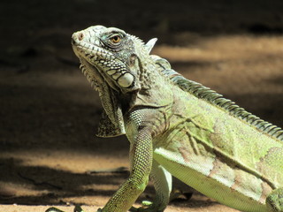 green iguana on a branch