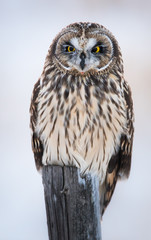 Short eared owl