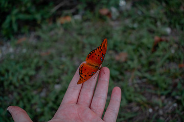 Butterfly on my hand 