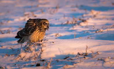 Short eared owl