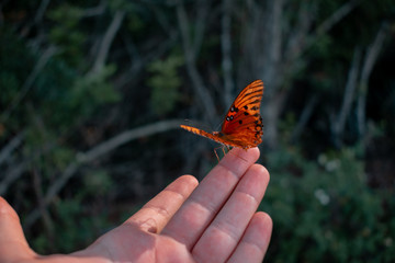 Butterfly on my hand 