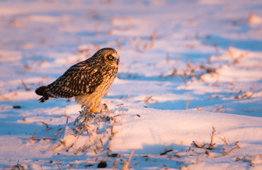 Short eared owl