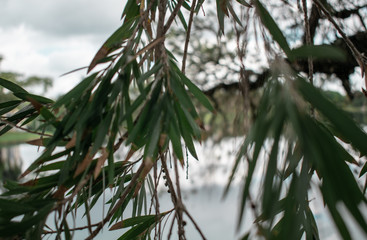 Landscape Park in Miami 