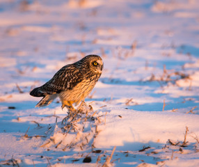 Short eared owl