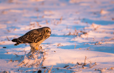 Short eared owl