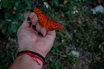 Butterfly on my hand 