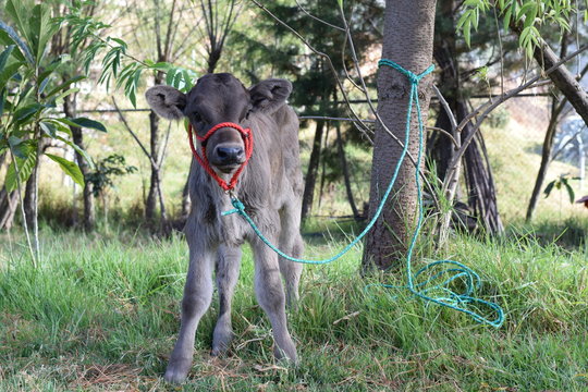 Terneros, Becerros, Vacas Bebes