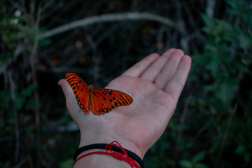 Butterfly on my hand 