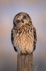 Short eared owl