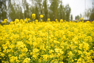 field of yellow flowers