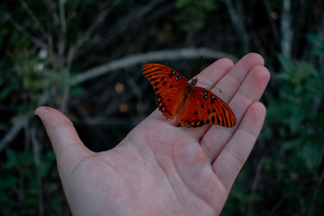 Butterfly on my hand 