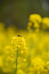 field of yellow flowers
