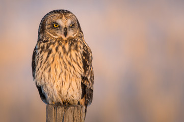 Short eared owl