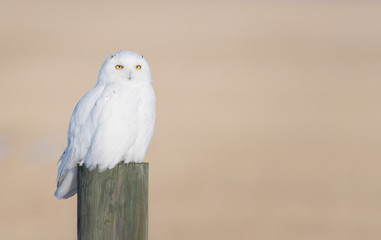 Snowy owl