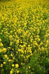 field of yellow flowers