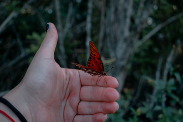 Butterfly on my hand 