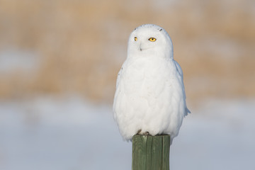 Snowy owl