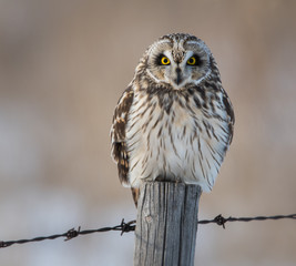 Short eared owl