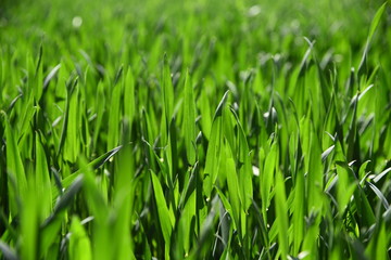 green grass with water drops