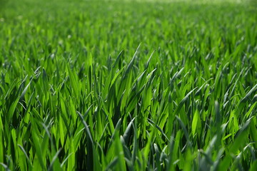 grass with water drops of dew