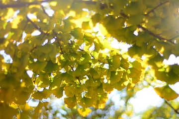 autumn leaves on blue background