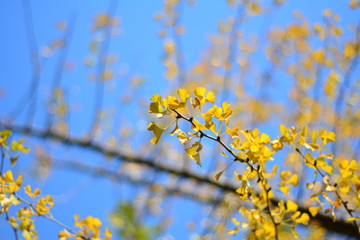 white flowers in spring