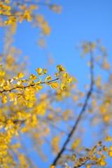 branch of a tree in spring