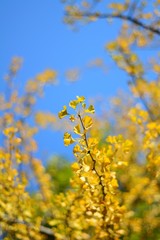 yellow flowers in spring