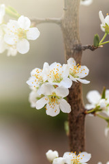 Plum blossoms in spring