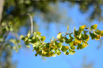 branch of a tree in spring