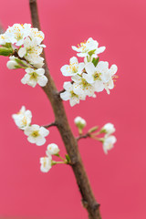 Plum blossoms in spring