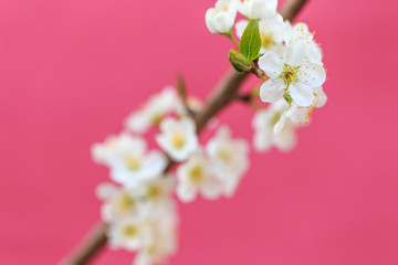 Fototapeta na wymiar Plum blossoms in spring