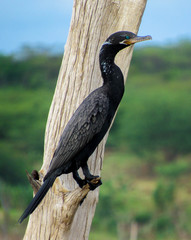 black duck