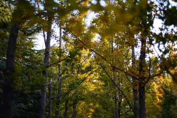 autumn in the forest